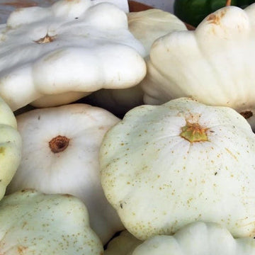 White Scallop Seeds