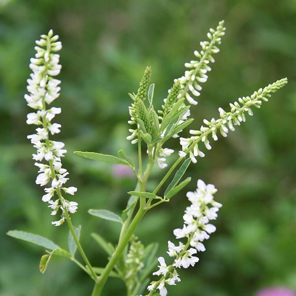 White Sweetclover Seeds – Drought-Tolerant Pollinator Plant