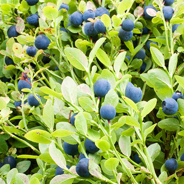 Whortleberry Seeds