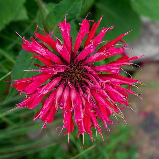 Wild Bergamot Seeds - Herbal Plant