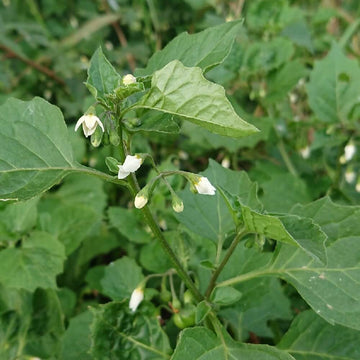 Wild Black Nightshade Seeds - Herbal Plant