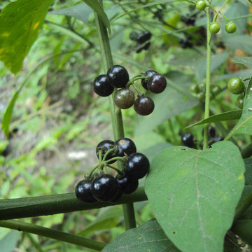 Wild Black Nightshade Seeds - Herbal Plant