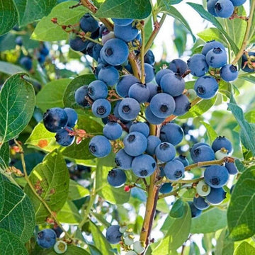 Wild Forest Berry Seeds