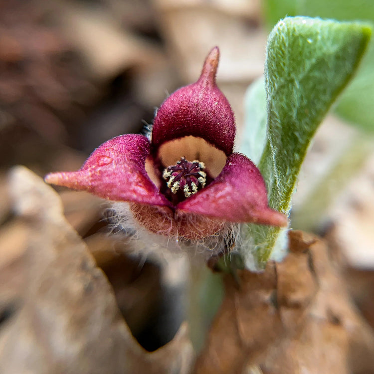 Wild Ginger Seeds – Asarum Canadense
