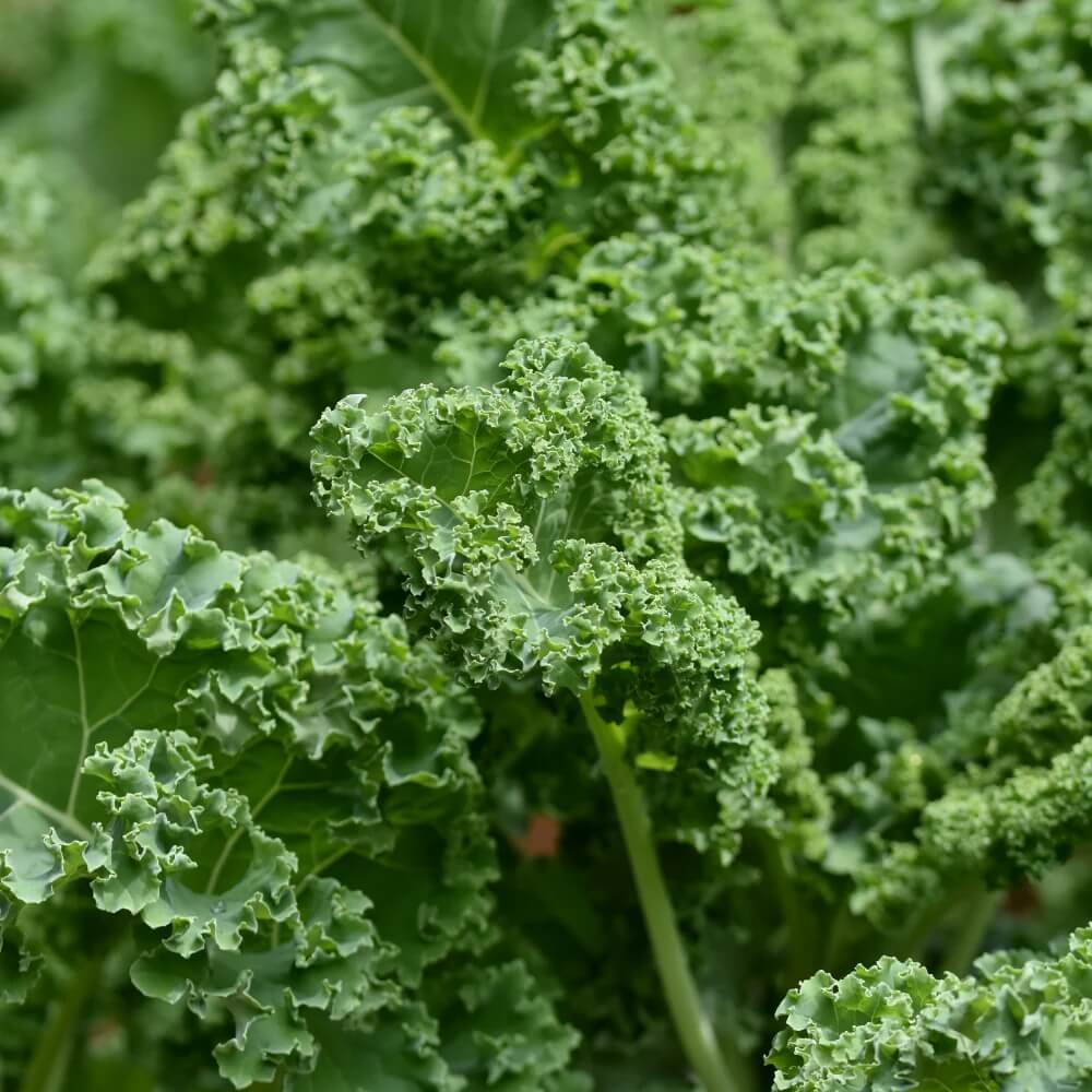 Wild Kale Seeds