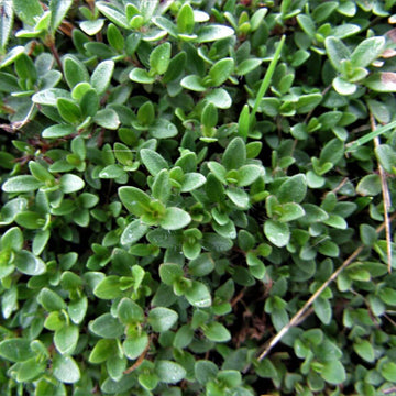 Wild Thyme Seeds - Flower Plant