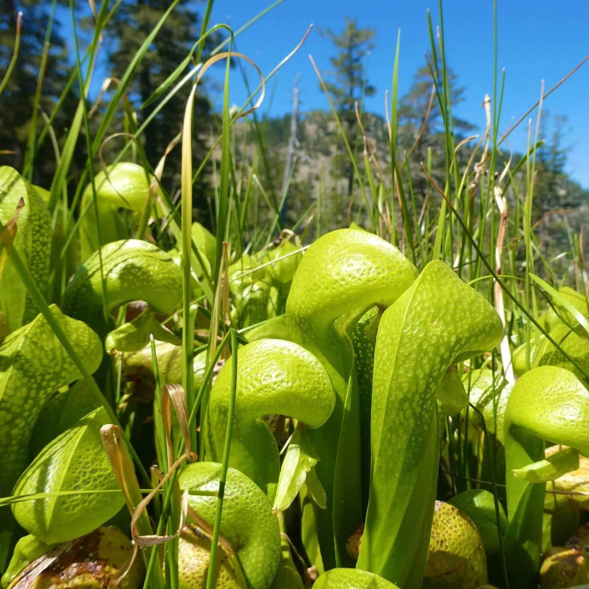 Wild Type Darlingtonia Seeds
