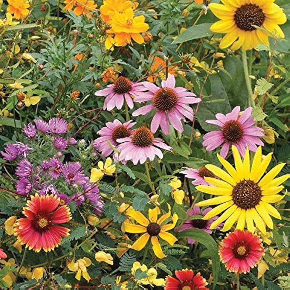 Wildflower Seeds - Mix
