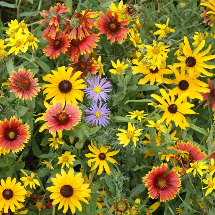 Wildflower Seeds – Meadow Heirloom Mix