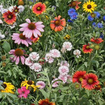 Wildflower Seeds – Northeast Mix
