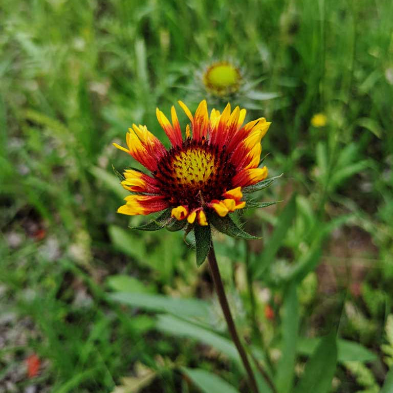 Wildflower Seeds – Texas Mix