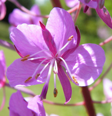 Willowherb Seeds – Epilobium Angustifolium, Perennial Wildflower
