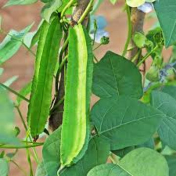 Winged Bean Seeds