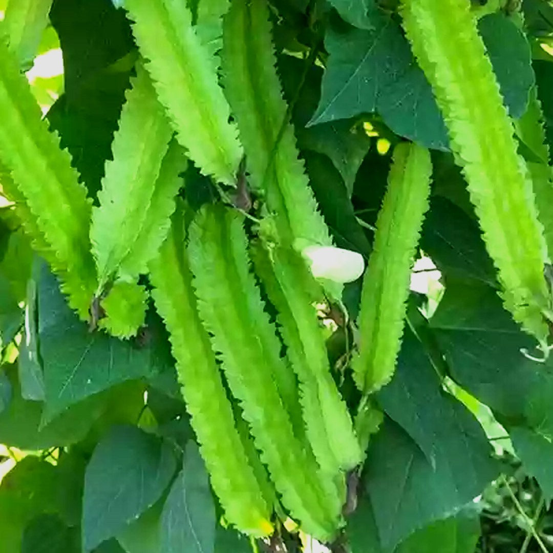 Winged Bean Seeds – Tropical
