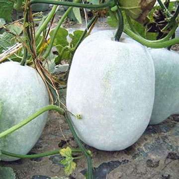 Winter Melon Seeds – White Ash Gourd