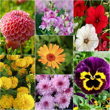 Winter Mix Seeds – Organic Blend
