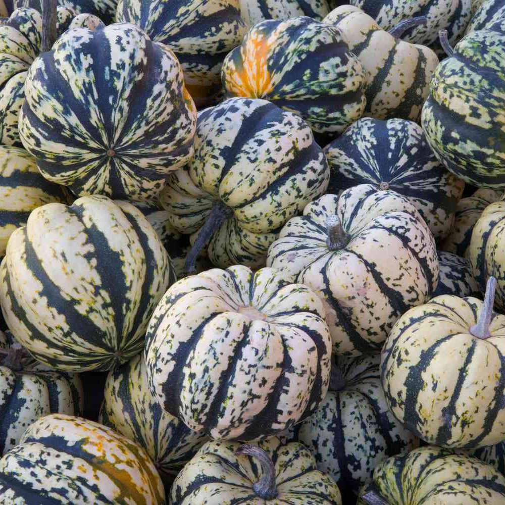 Winter Squash Seeds - Carnival