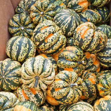 Winter Squash Seeds - Carnival