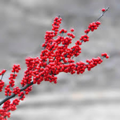 Winterberry Holly Seeds