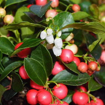 Wintergreen Seeds – Gaultheria Procumbens
