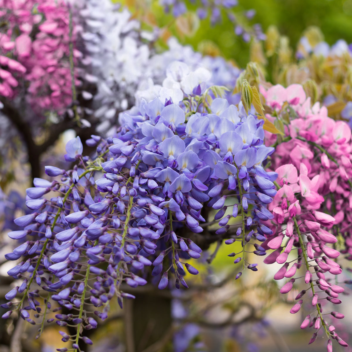 Wisteria Seeds