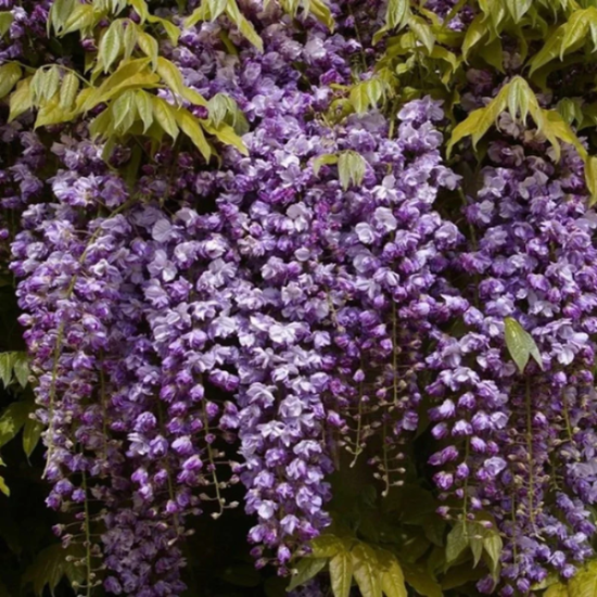 Wisteria Seeds – Black Dragon