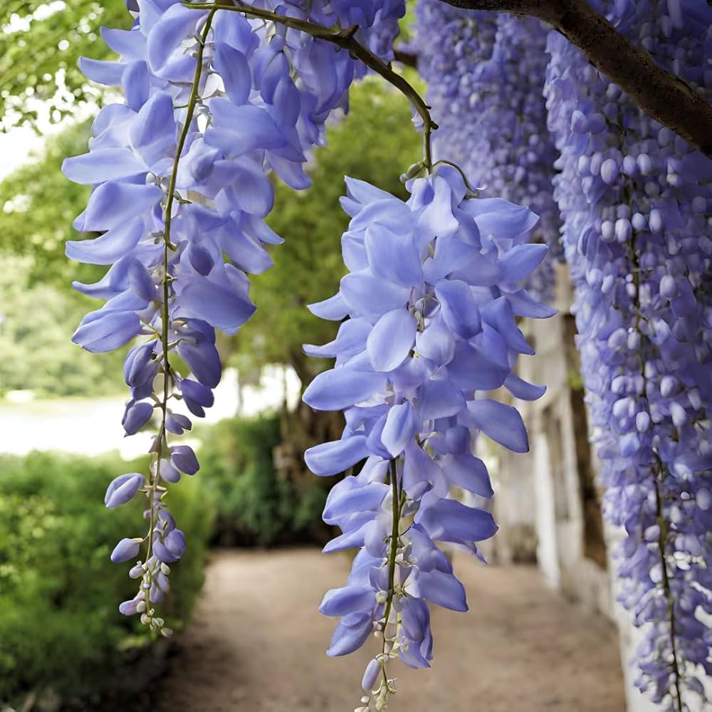 Wisteria Seeds