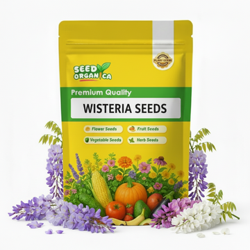 Wisteria Seeds