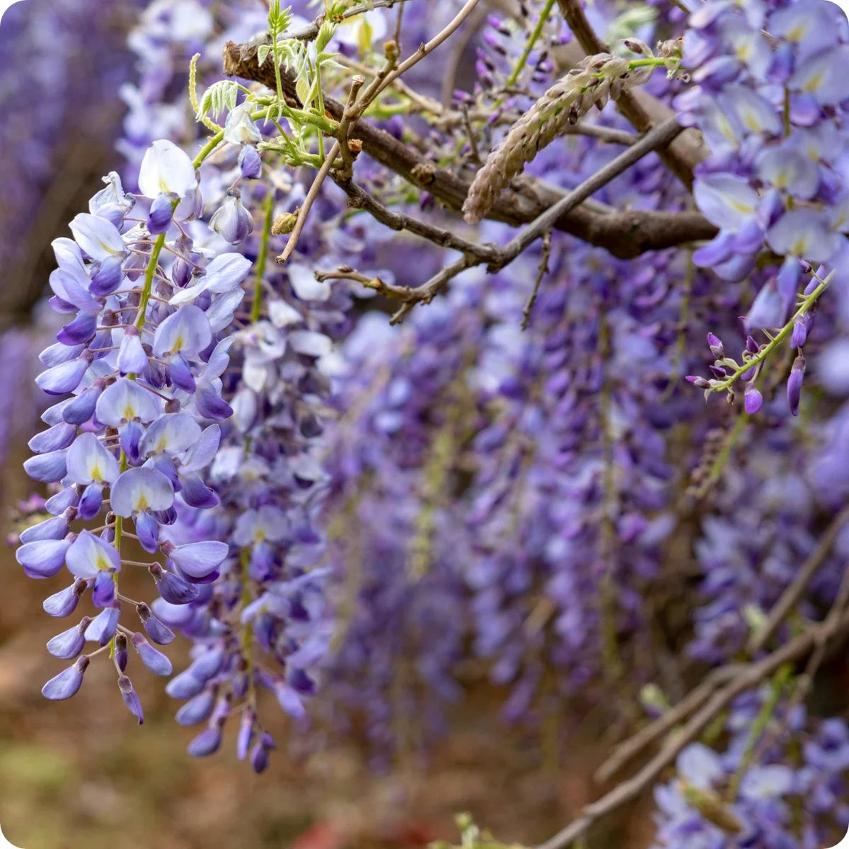 Wisteria Seeds