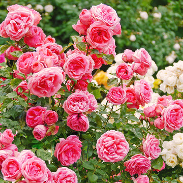 Wood Rose Seeds – Heirloom, Vibrant Blooms