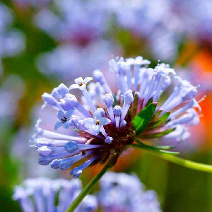 Woodruff Seeds – Blue Surprise

