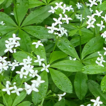 Woodruff Seeds – Sweet
