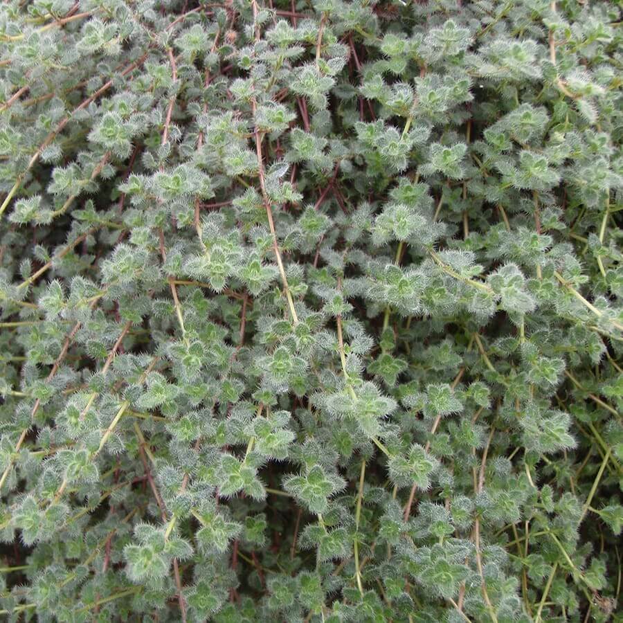 Woolly Thyme Seeds for Planting