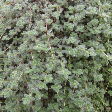Woolly Thyme Seeds for Planting