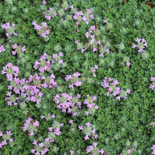 Woolly Thyme Seeds for Planting