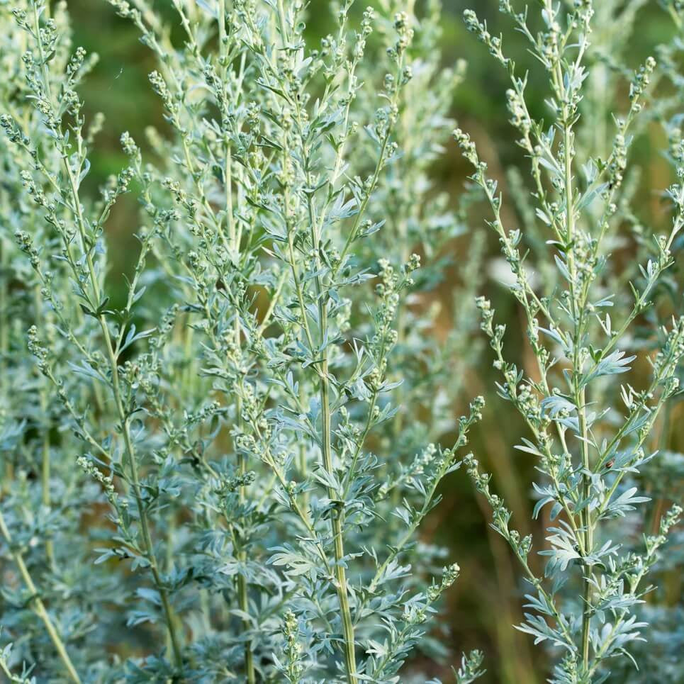 Wormwood Seeds – Absinthe Green Ginger
