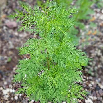 Wormwood Seeds – Sweet Annie