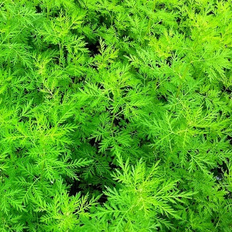 Wormwood Seeds – Sweet Annie