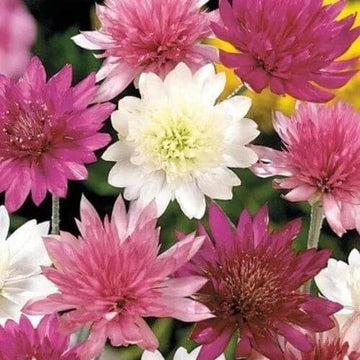 Mixed Xeranthemum Seeds – Flower Plant