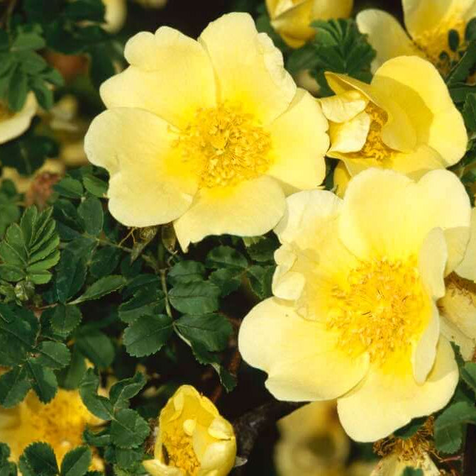 Xanthina Rose Seeds – Wildflower Mix Heirloom
