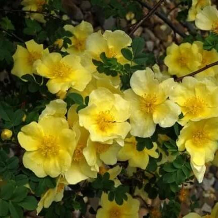 Xanthina Rose Seeds – Wildflower Mix Heirloom