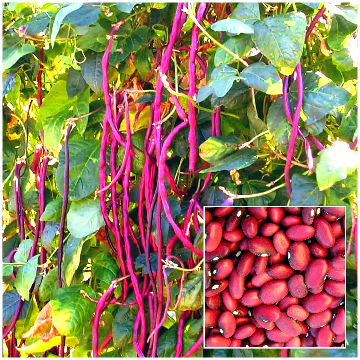 Yardlong Bean Seeds – Maroon
