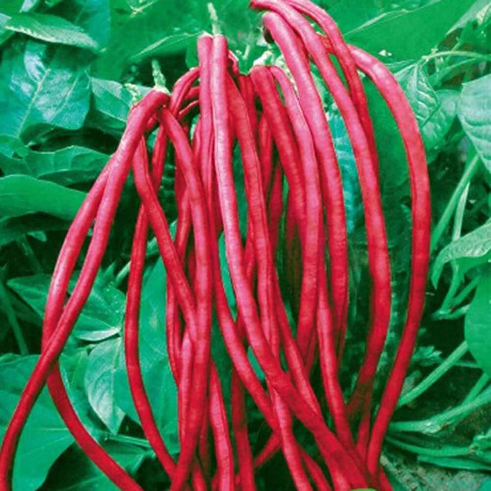 Yardlong Bean Seeds – Maroon