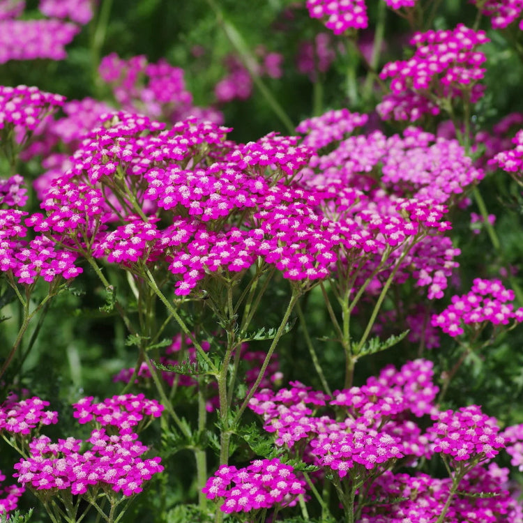 Yarrow Seeds – Pink