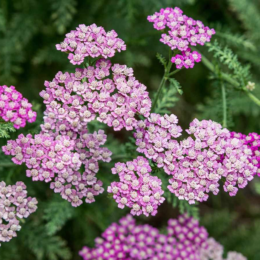 Yarrow Seeds – Purple
