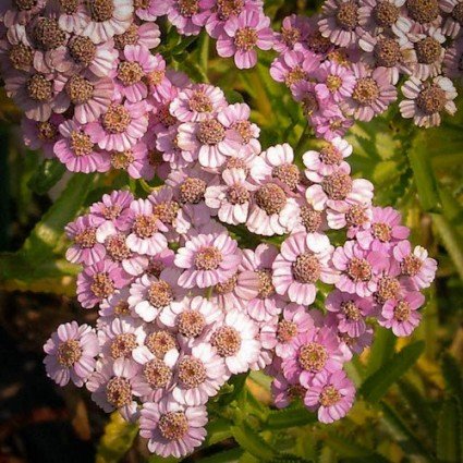 Yarrow Seeds – Love Parade Pink