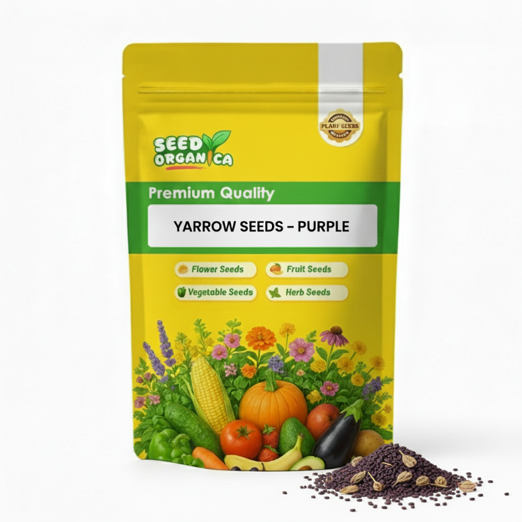 Yarrow Seeds – Purple