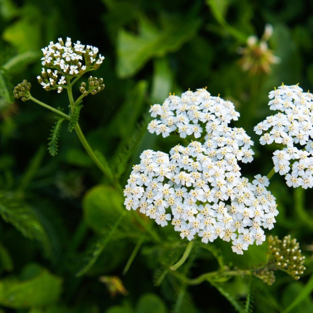 Yarrow Seeds – Sky Blue