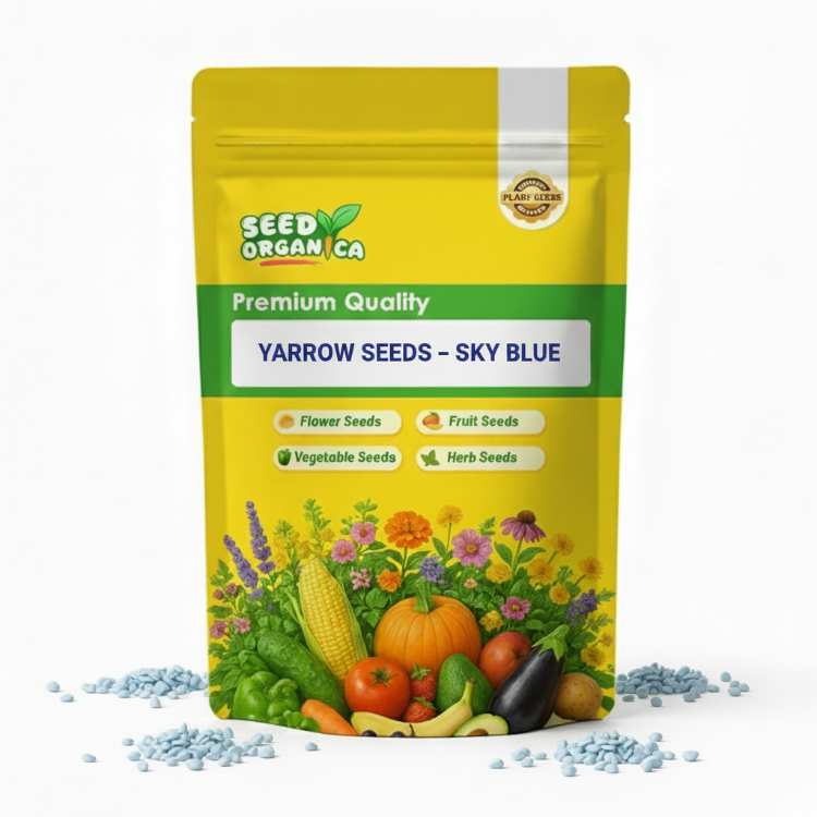 Yarrow Seeds – Sky Blue