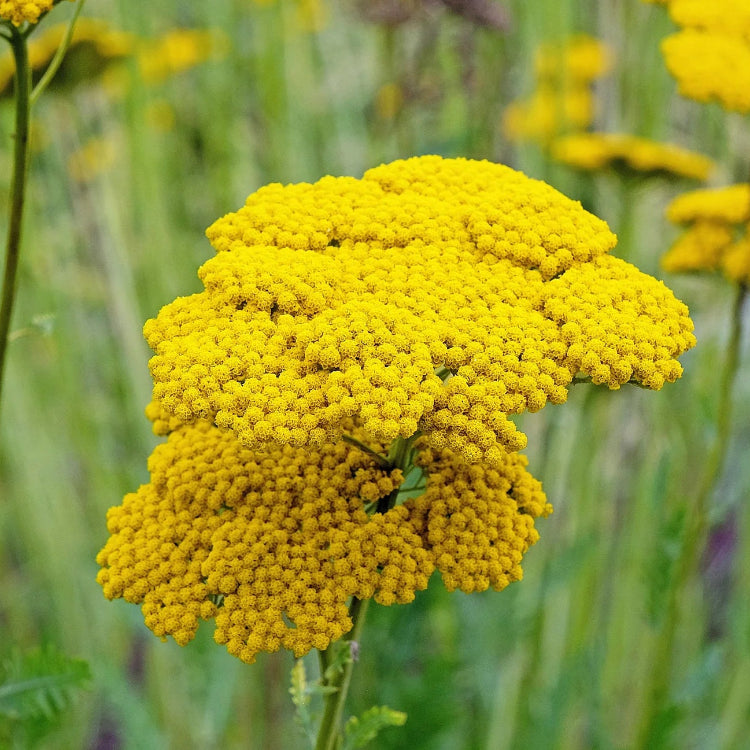 Yarrow Seeds – Yellow
